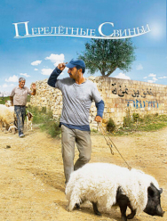 Перелетные свиньи